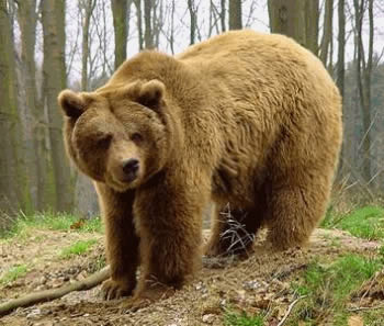 Especies de osos | Secretaría de Cultura, Recreación y Deporte